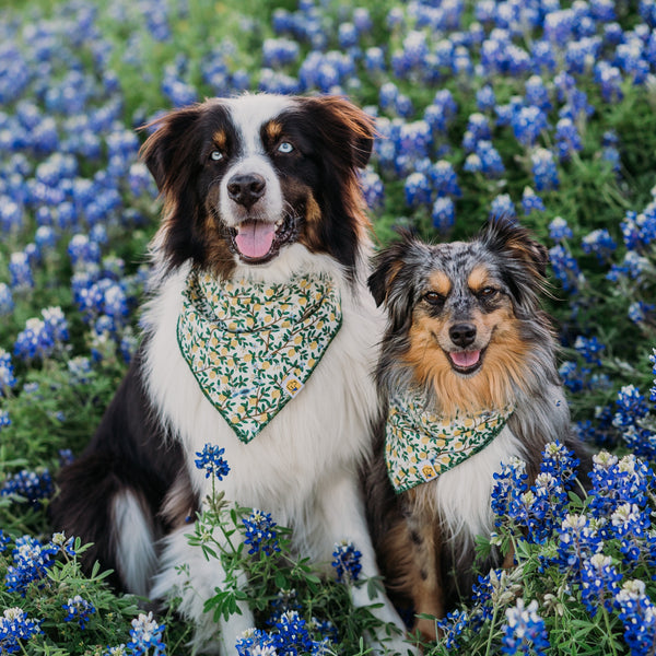 Limoncello Dog Bandana - 2