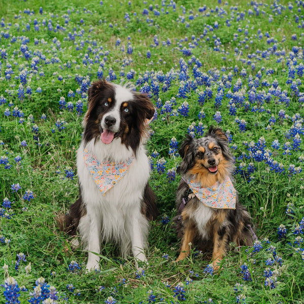 Sunhiney Florals Dog Bandana - 2