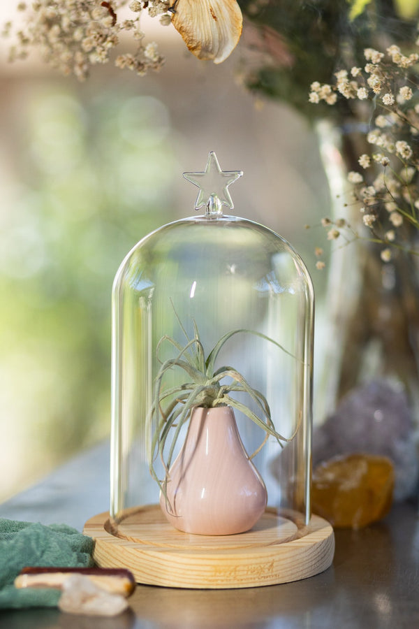 Glass Dome Decor - 2