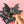 Load image into Gallery viewer, Bat Hair Claw - 3
