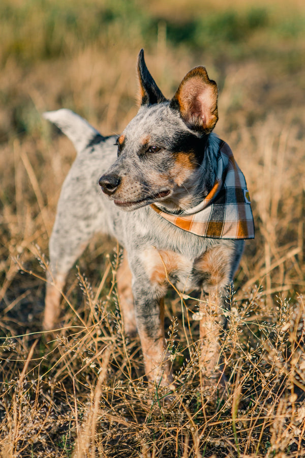 Large Autumnal Check Dog Bandana - 2