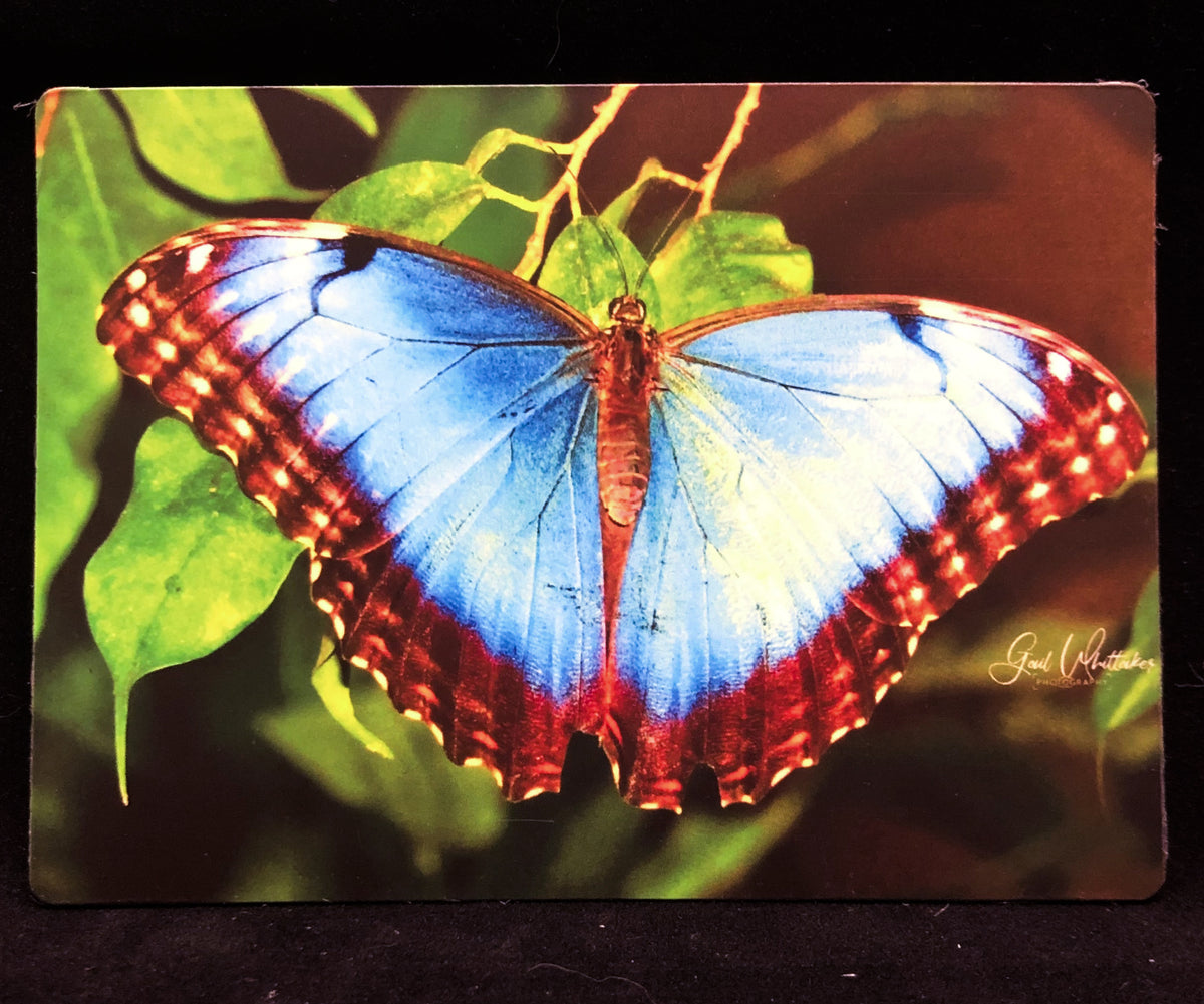 Blue Morpho Butterfly Photography Print – Mosaic Makers Collective